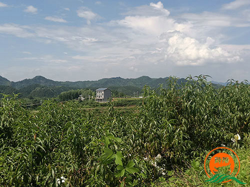 黔陽(yáng)瞐黔陽(yáng)黃桃產(chǎn)業(yè)園6