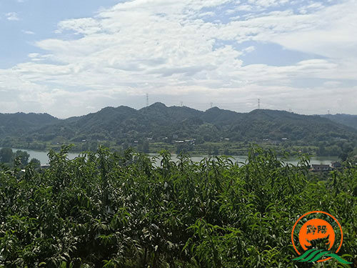 黔陽瞐黔陽黃桃產(chǎn)業(yè)園8 黔陽瞐黔陽黃桃產(chǎn)業(yè)園8